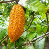 Villakuyaya tablette 100% cacao Esmeraldas 70g